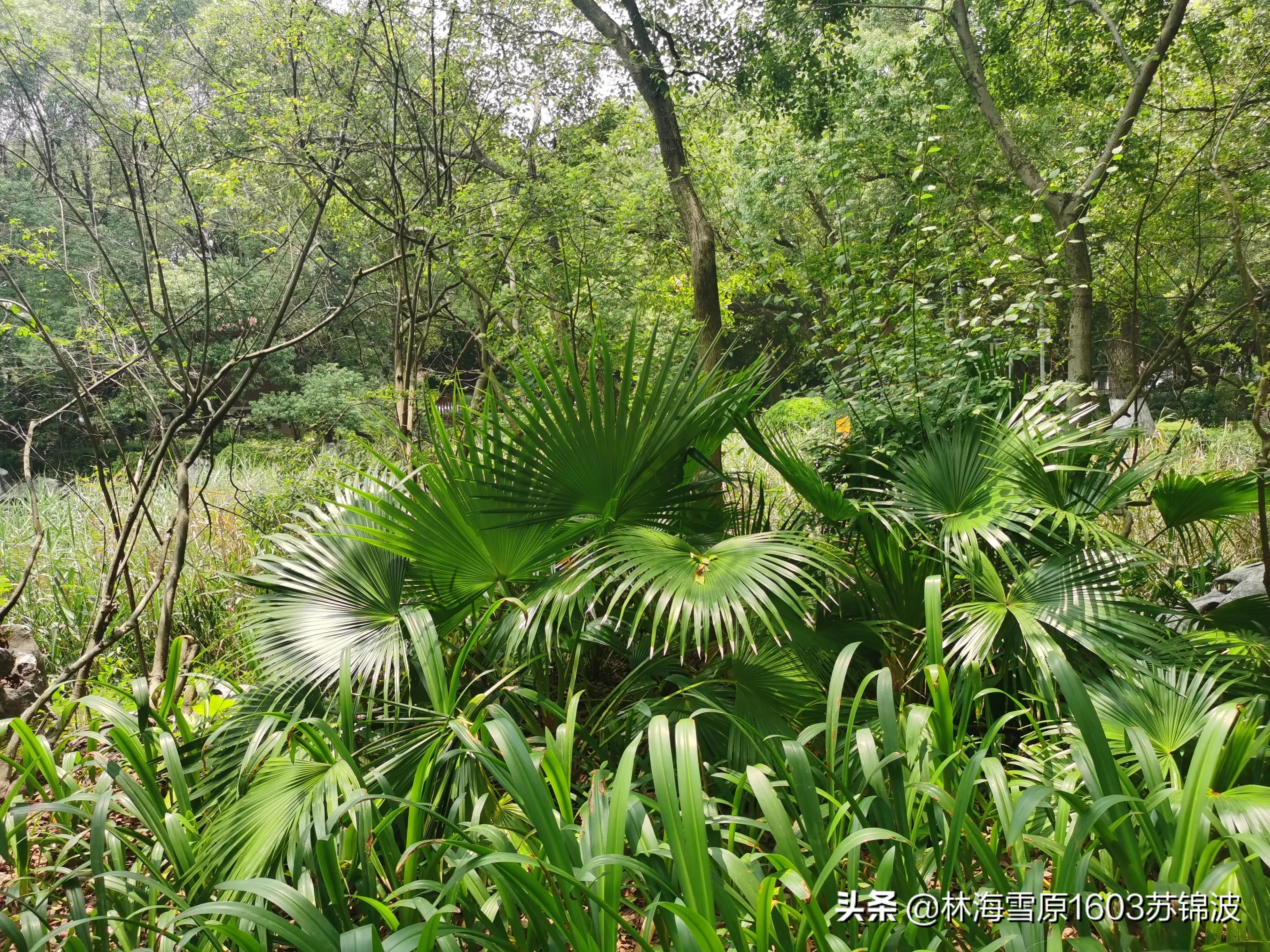 泉州芳草园最新消息,泉州芳草园附近风景