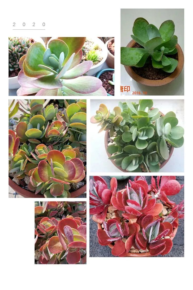 养多肉植物修身养性,多肉的习性和日常养护方法