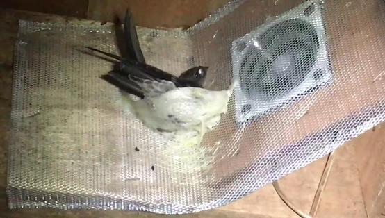 你一定要知道的燕窝小知识,燕窝知识百答之基础篇