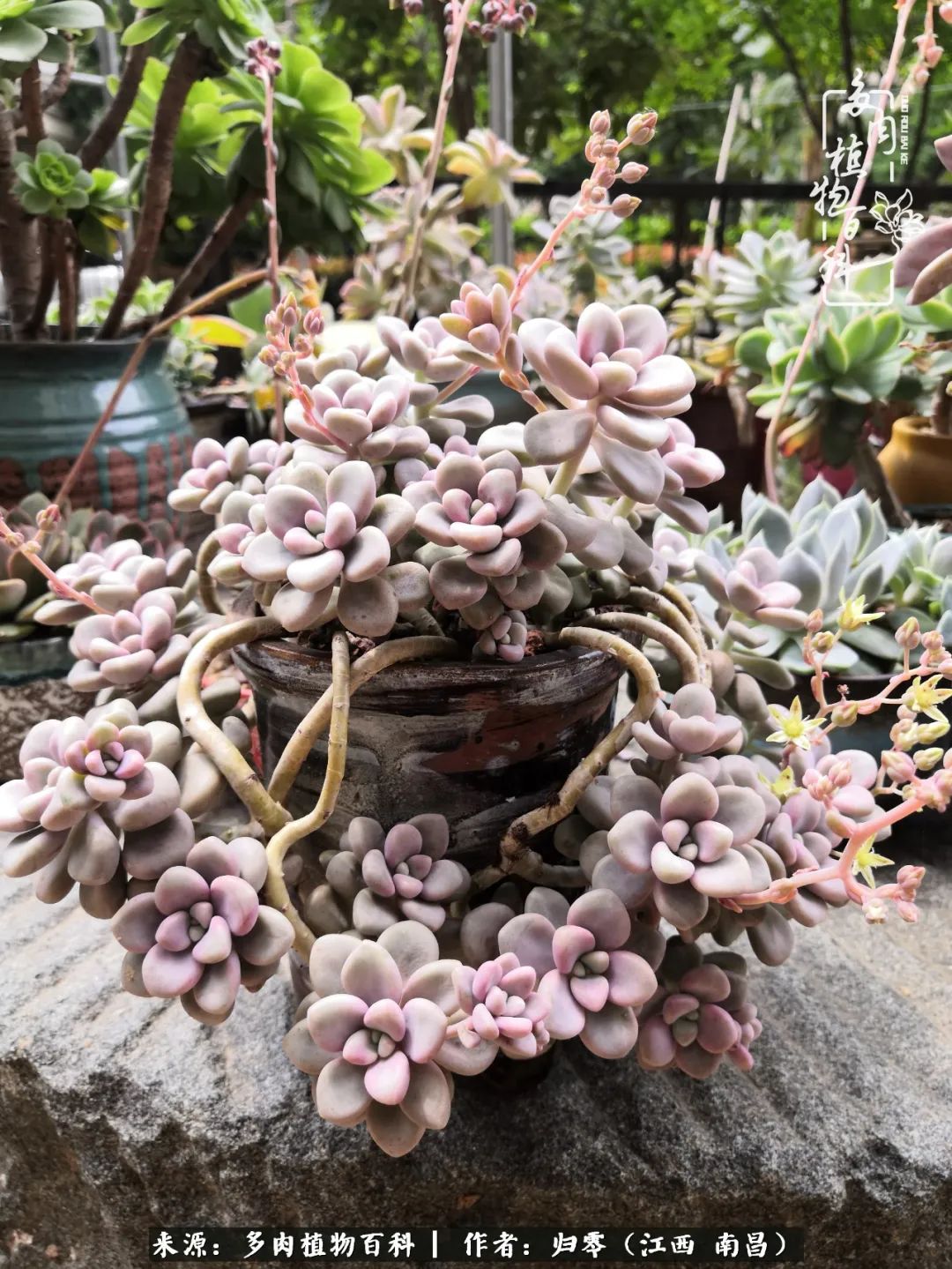 人生转个弯，在小院遇见落入凡间的多肉小精灵