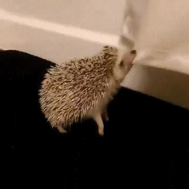 股市利好落地的搞笑视频,大盘反弹了搞笑图