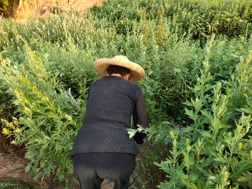 艾条怎么做出来的,艾条自己怎么做