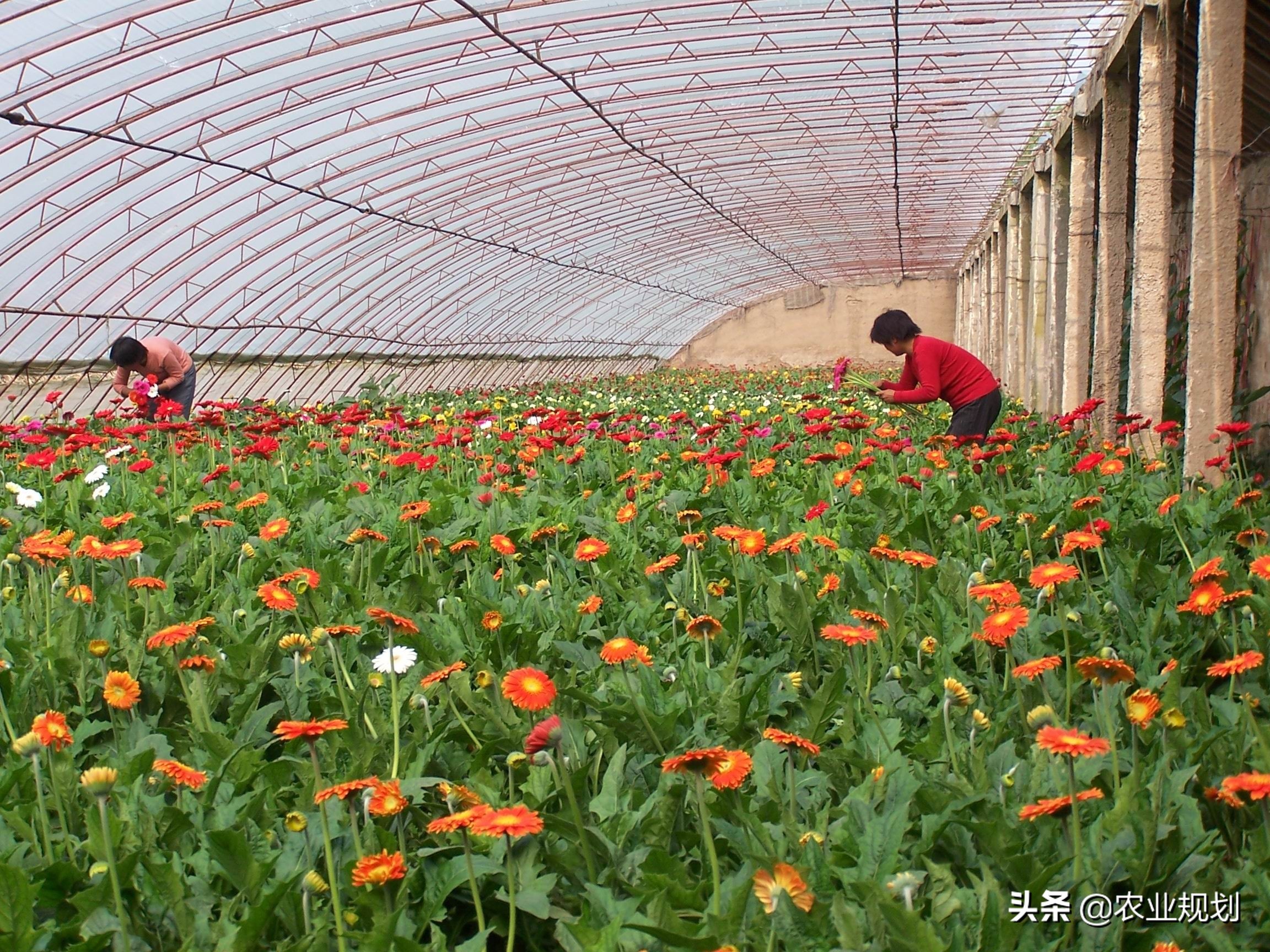 成都睡莲鲜切花基地,温州地区鲜切花基地