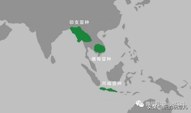 中国画孔雀名作,中国名画孔雀