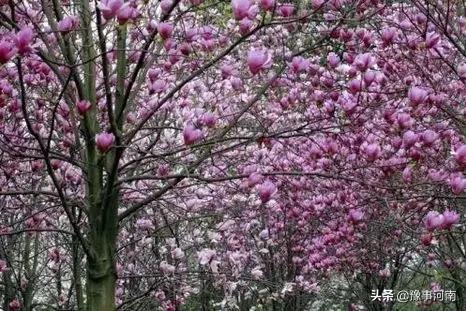 河南许昌樱花景点,许昌樱花最美的地方