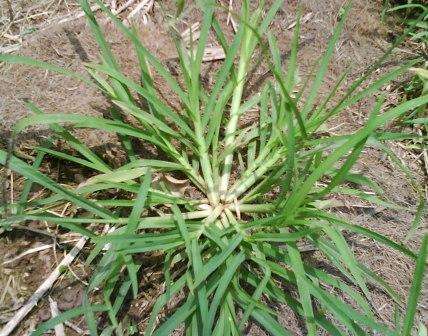 认识常见植物,野外常见水培植物有哪些