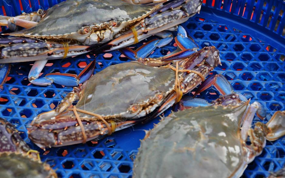 怎么挑选出好吃的梭子蟹,怎么挑梭子蟹肥美