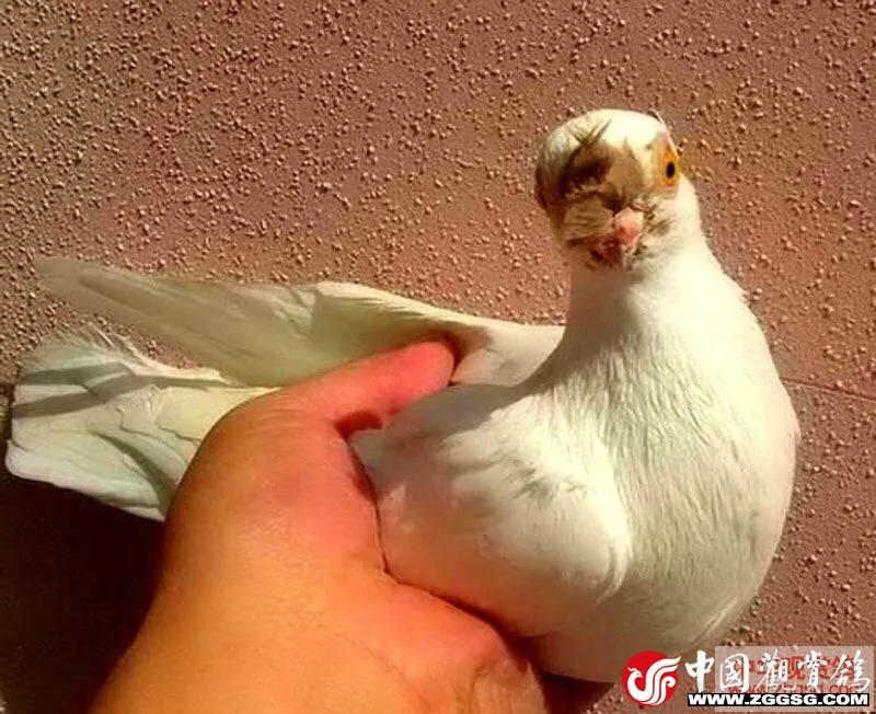 北京鸽哨制作,北京鸽哨晨曲