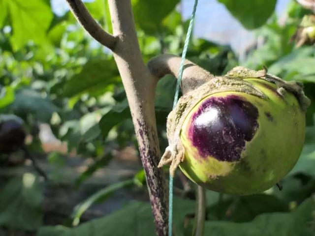 蔬菜虫害用什么农药防治效果好,如何看蔬菜是发生虫害还是病害