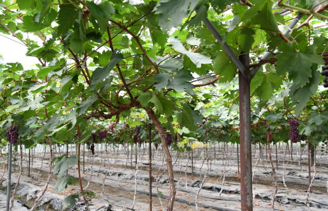 成都新都区军屯镇郭家村,成都新都军屯郭家村