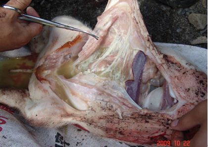 母牛的饲养和疾病防病,母牛常见的疾病