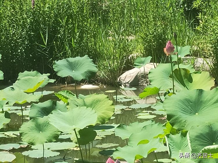 澶忓涔樺噳鏈夋劅,澶忓闈欐倓鎮勭殑鎰熸兂