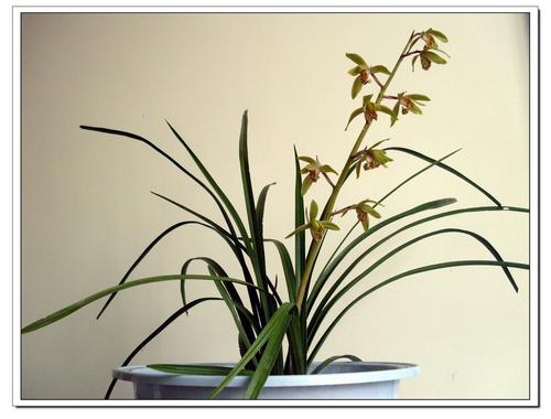 蕙兰花苞怎么施肥,蕙兰花苞如何养