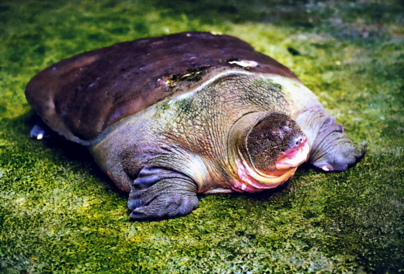 龟类大百科,大眼睛龟类