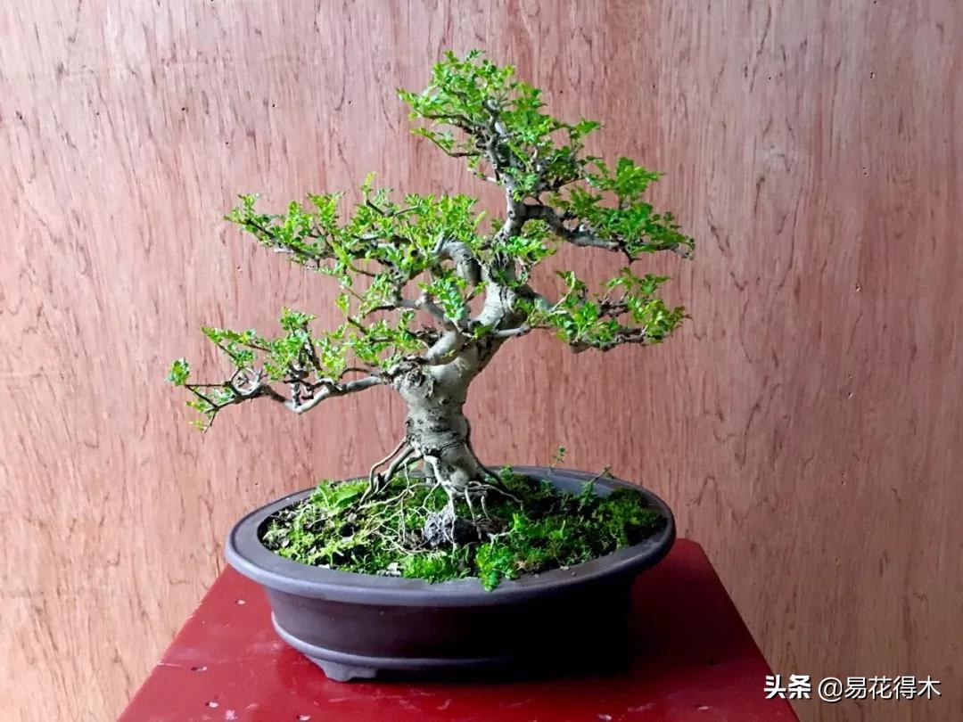 盆景制作与赏析观花,盆景对节白蜡怎么造型