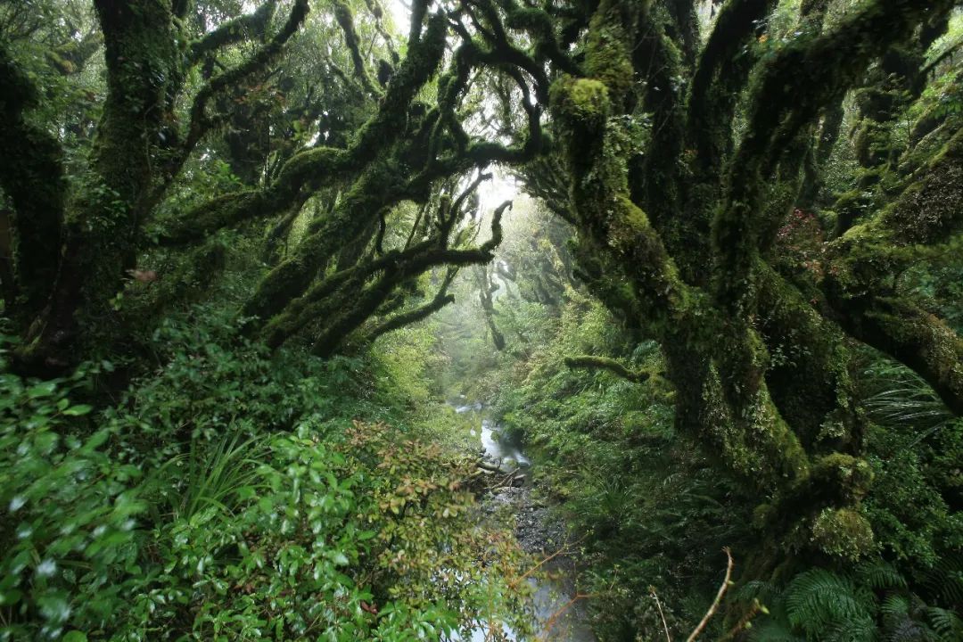 新西兰的雨林||皮龙亚狂想曲（7）