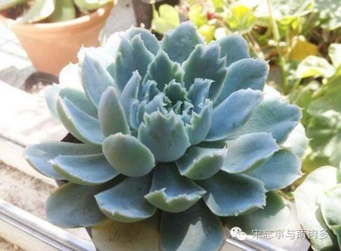 多肉月影系有哪些品种,月影系多肉品种大全