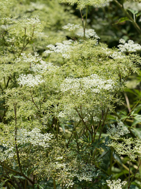当归别名,当归药材的拉丁名称