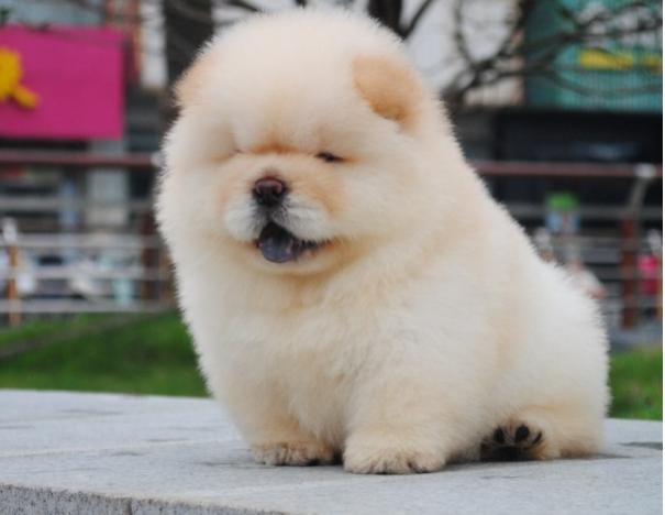 小狮子养了有人情味吗,小狮子狗怕冷吗