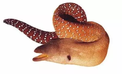 目前最顶级的海鲜鱼,世界上最顶级的海产鱼类