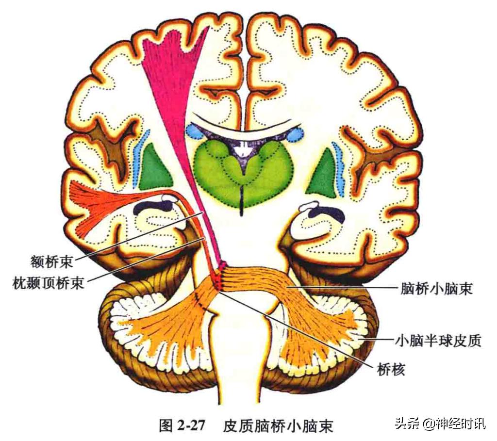 脑干解剖,脑干神经解剖