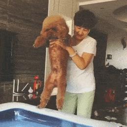 想养泰迪这6个缺点你可得想好了,怎么样来把泰迪养的又乖又漂亮呢