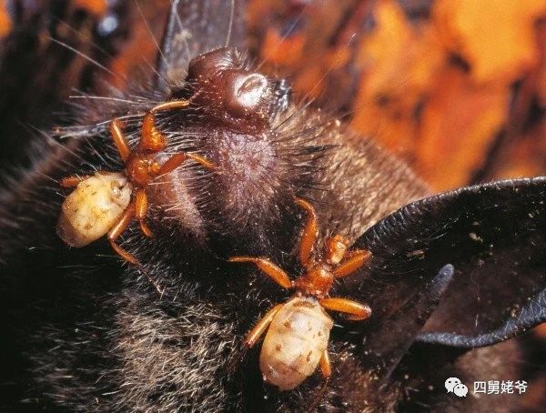 蛛蝇NycteribiaStylidiopsis