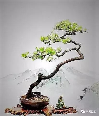 一盆盆景佳作究竟应该是怎样的,大师级盆景作品欣赏