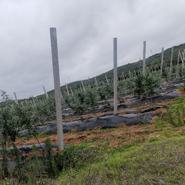 栖霞山风景区面临的问题,栖霞山怎么样了