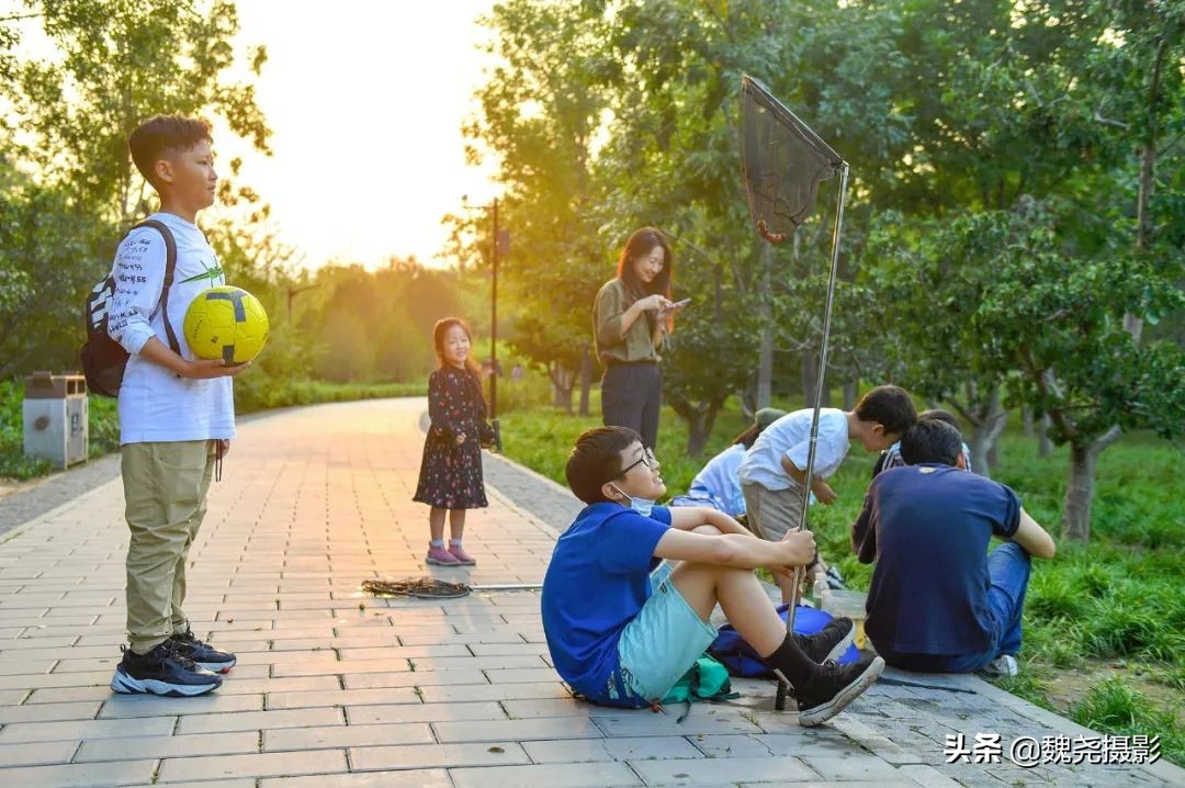 北京北坞公园里的京西稻又熟了,曾经只有皇上才能吃上这儿的大米