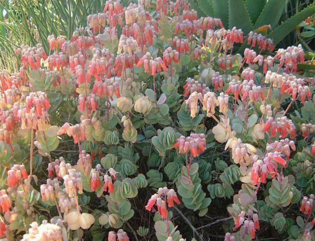 比多肉还好养的树,比多肉好看的绿植