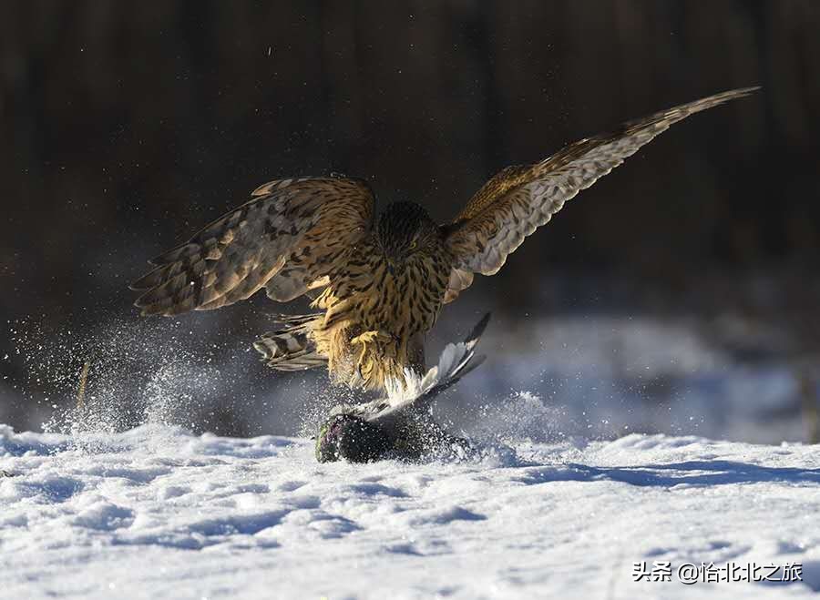 草原杀手,草原杀手视频