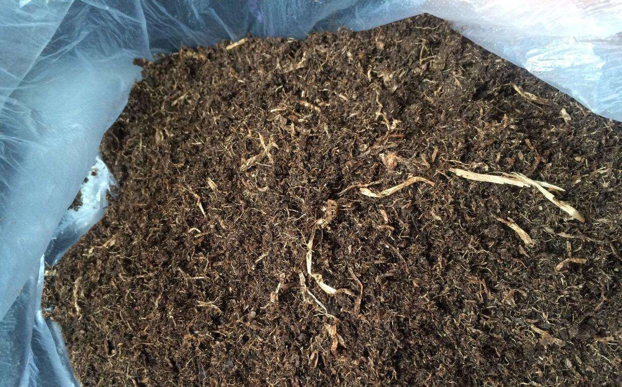 土壤里有虫可以养花吗?一闷,二晒,三消毒,养花赞,长得旺