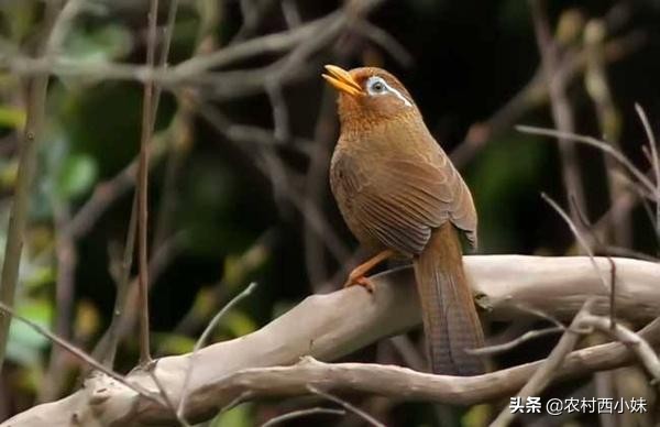 养鸟十大经验语录,养鸟十大必背口诀
