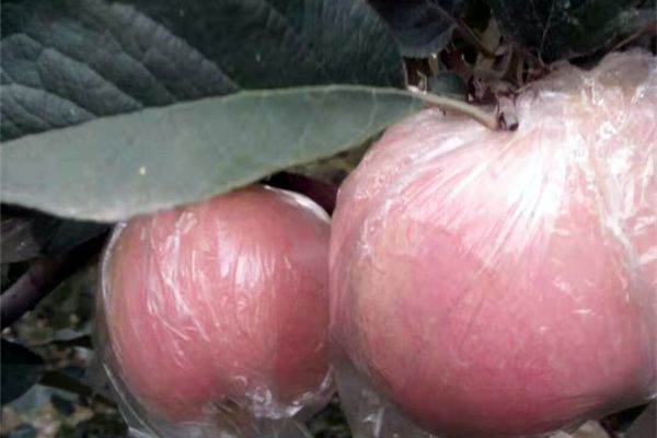 一乡一品助力乡村振兴,一乡一品振兴路