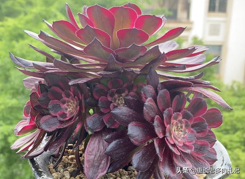 想让多肉长得好用什么药,想让多肉长大用什么土