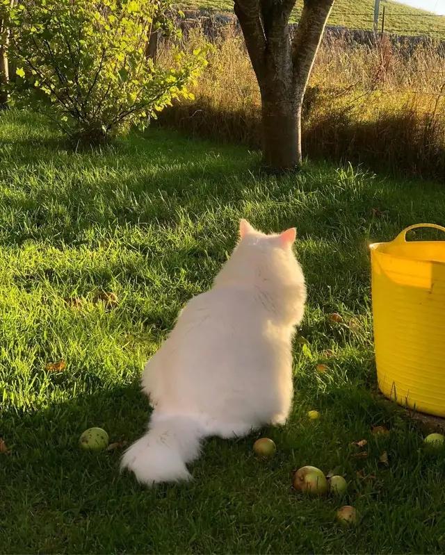 下雨天流浪猫怎么办,下雨天碰到流浪小猫怎么办
