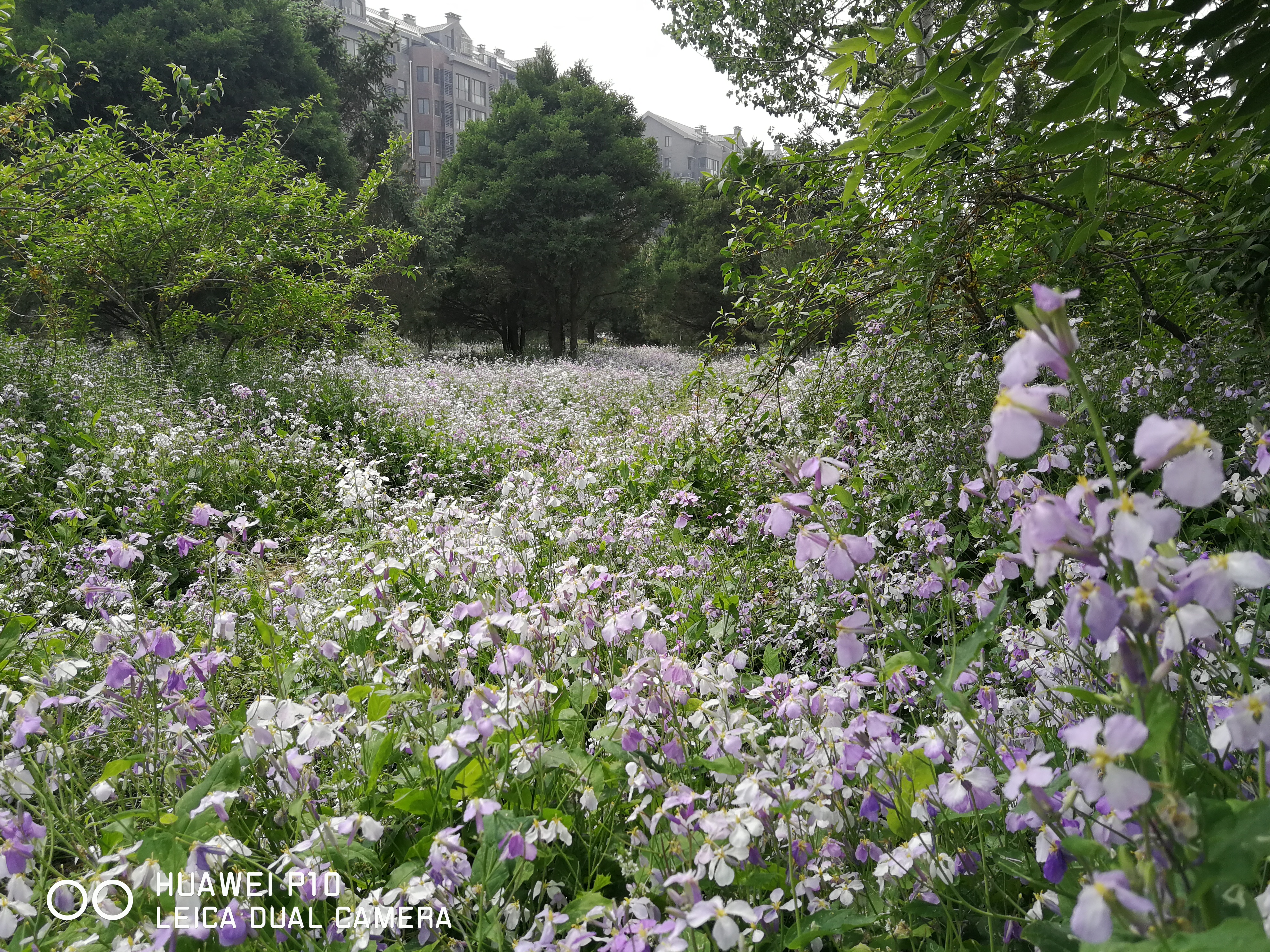 北京油菜花田风景,北京田村油菜花海全攻略