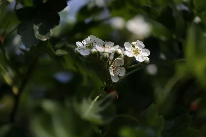 山花野鸟｜园林花语