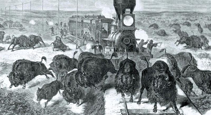 美国野生野牛,美国猎野牛