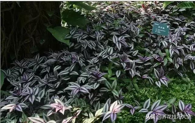 常见小区绿化100种植物图片,常见的水生植物有哪些种