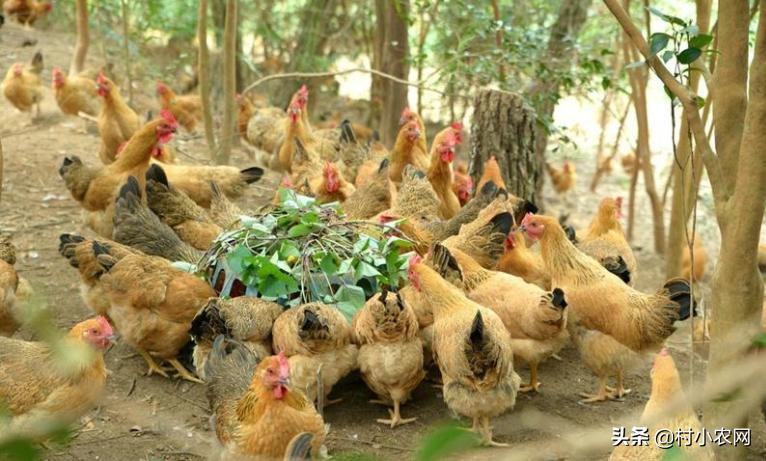 小型养殖什么最赚钱创业项目,农村养殖投资少赚钱快有哪些项目