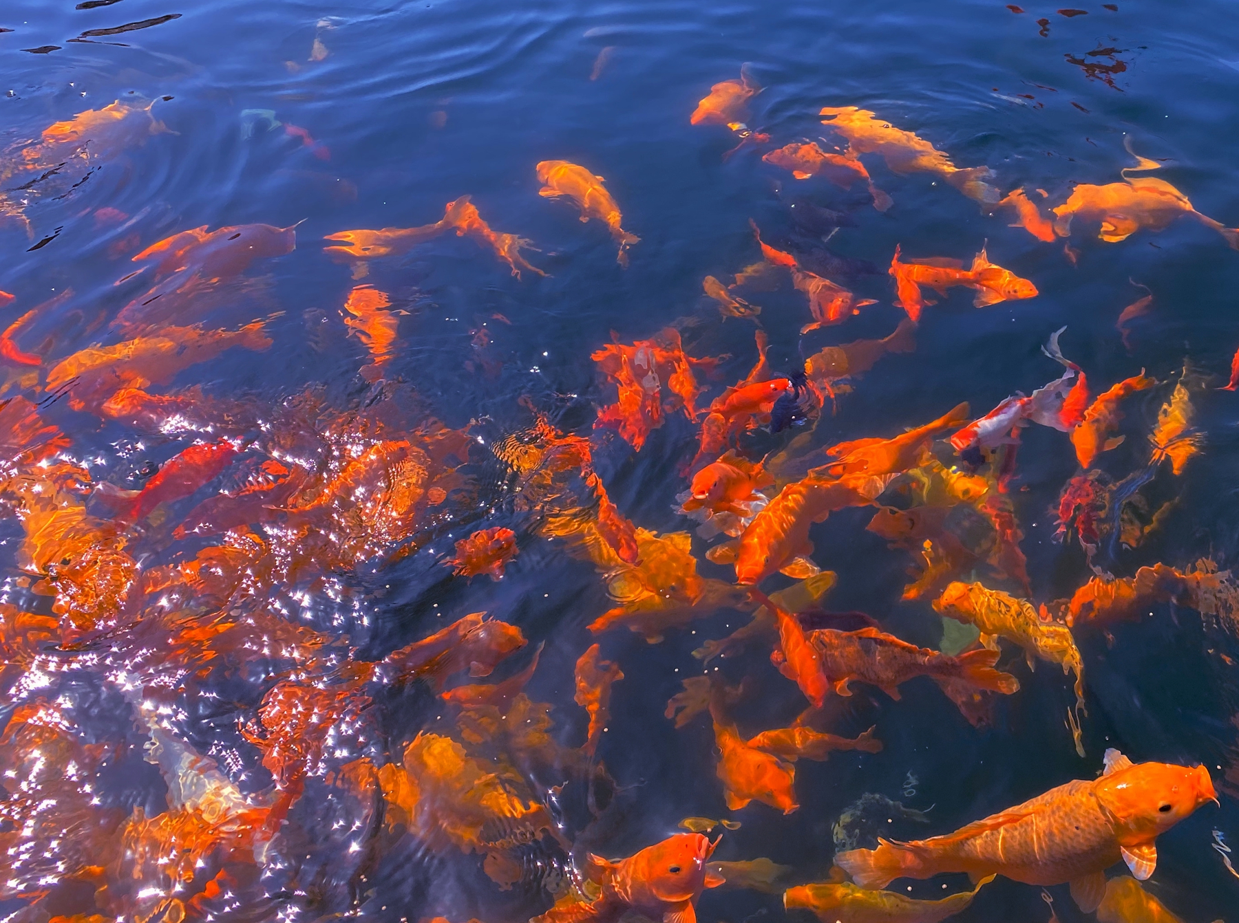 浙江最美丽风景区,2022浙江免费景区一览表