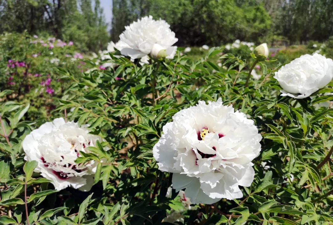 牡丹有哪些新品种,牡丹怎样培育新品种视频讲解