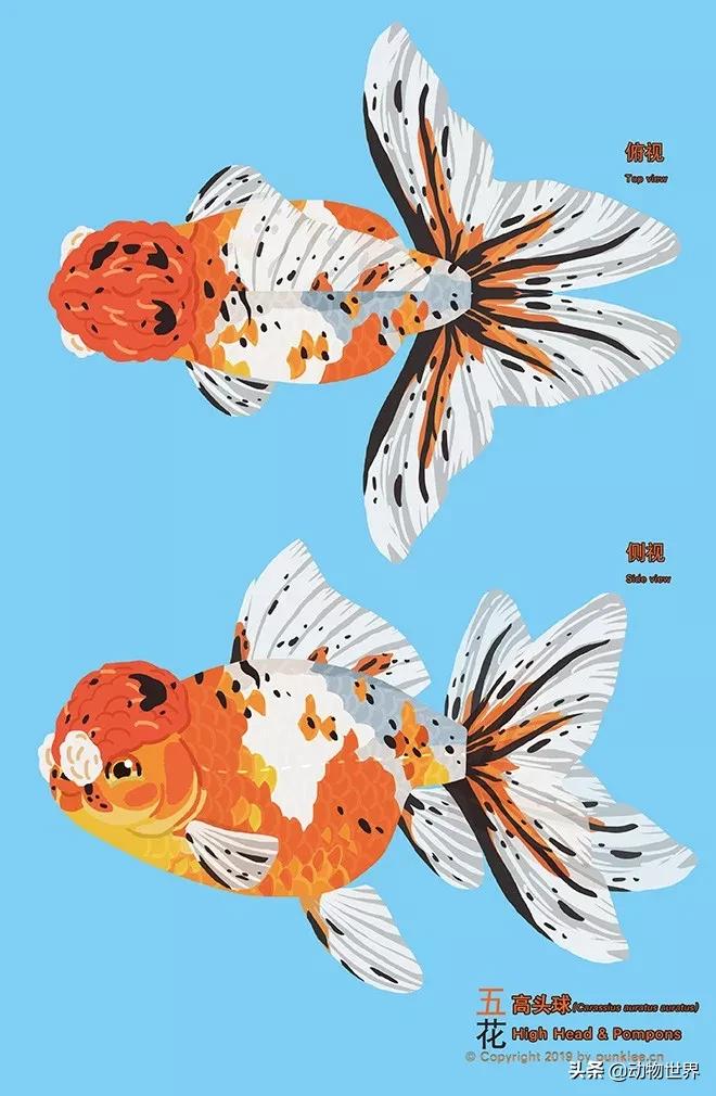 绒球金鱼品种图解,金鱼的品种图片大全大图