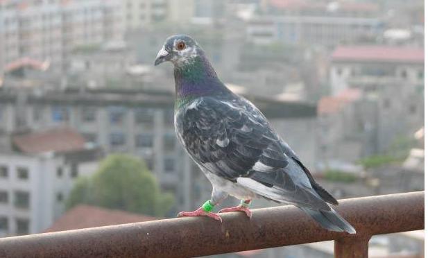 赛鸽冬季防病的最新方法,如何做好冬季赛鸽的管理