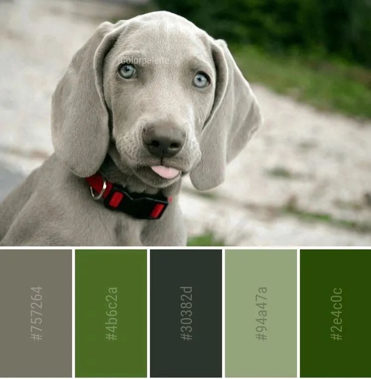 动物配色大全视频,配色的设计灵感