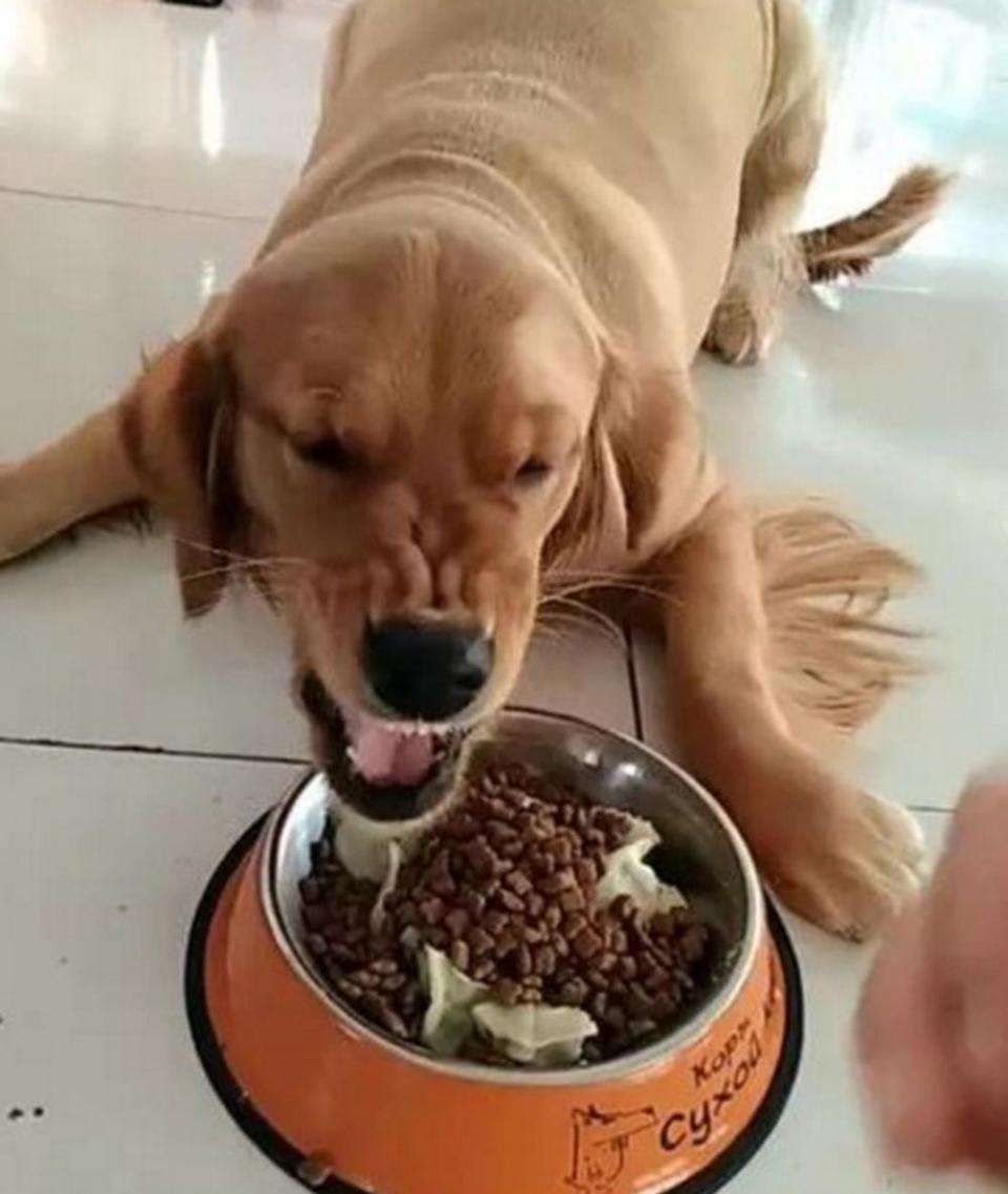 狗狗为保护主人而咬伤别人犯法吗,狗狗护食咬主人怎么办如何纠正