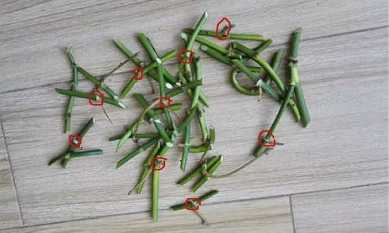 谁说绿萝知识浇浇水？很多人都养错了，绿萝应该这么养