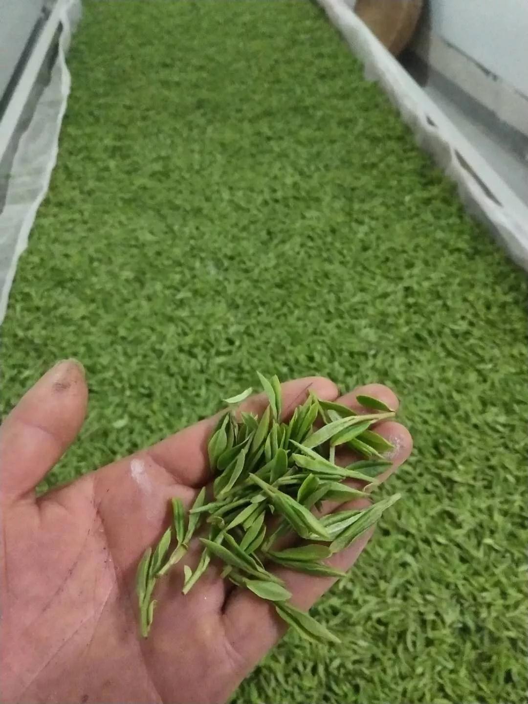 御野牌西湖龙井茶,杭州御野龙井茶价格